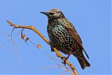 European Starling