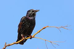 European Starling