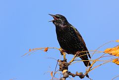 European Starling