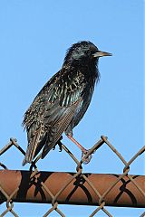 European Starling