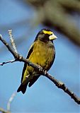 Evening Grosbeakborder=