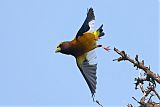 Evening Grosbeak