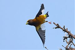 Evening Grosbeak