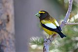 Evening Grosbeakborder=