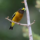 Evening Grosbeakborder=