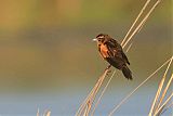 Fan-tailed Widowbirdborder=