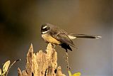 New Zealand Fantail