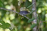 Fasciated Antshrike