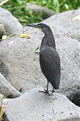 Fasciated Tiger-Heron