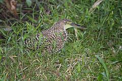 Fasciated Tiger-Heron