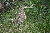 Fasciated Tiger-Heron