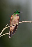 Fawn-breasted Brilliant