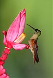 Fawn-breasted Brilliant