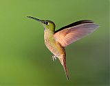 Fawn-breasted Brilliant