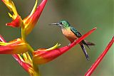 Fawn-breasted Brilliantborder=