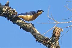 Fawn-breasted Tanager