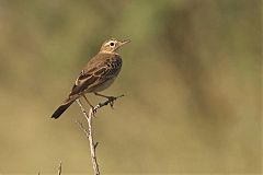 Fawn-colored Lark