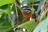 Ferruginous Antbirdborder=