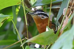 Ferruginous Antbird