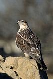 Ferruginous Hawk