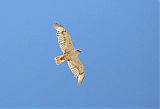 Ferruginous Hawk