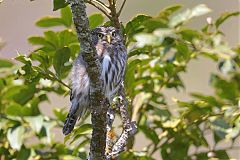 Ferruginous Pygmy-Owl