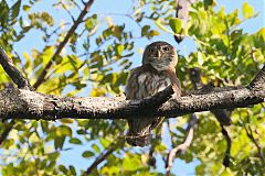 Ferruginous Pygmy-Owl
