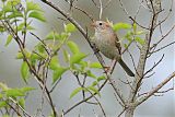 Field Sparrow