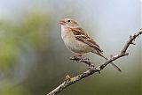 Field Sparrow