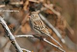 Field Sparrowborder=