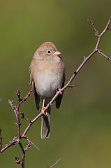 Field Sparrow