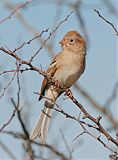 Field Sparrowborder=