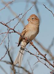 Field Sparrow