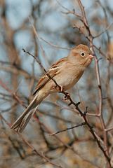 Field Sparrow