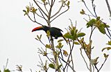 Fiery-billed Aracari