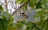 Fiery-billed Aracari