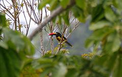 Fiery-billed Aracari