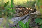 Fiery-necked Nightjar