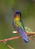 Fiery-throated Hummingbird