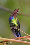 Fiery-throated Hummingbird