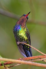 Fiery-throated Hummingbird