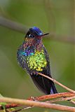 Fiery-throated Hummingbirdborder=