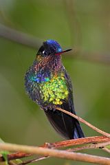 Fiery-throated Hummingbird