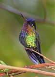 Fiery-throated Hummingbird