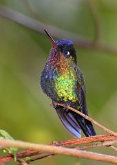 Fiery-throated Hummingbird