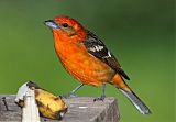 Flame-colored Tanager