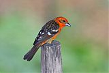 Flame-colored Tanager