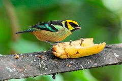 Flame-faced Tanager