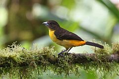 Flame-rumped Tanager