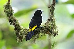 Flame-rumped Tanager